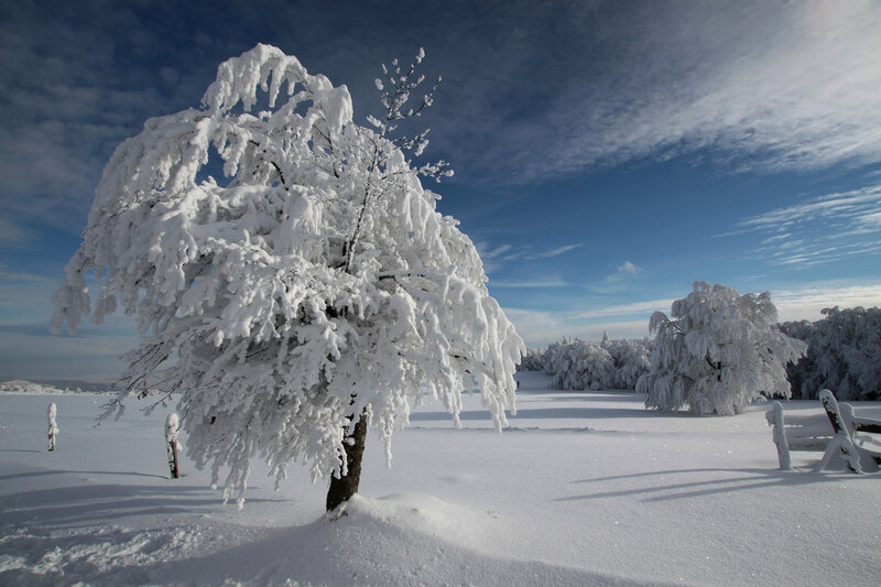 Snow-covered Tree — White, Serene, Winter, Photograph, Trees, Bench