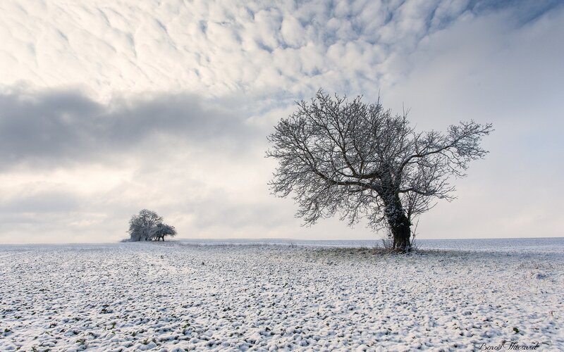 Snow-covered Tree — White, Serene, Winter, Photograph, Trees, Field