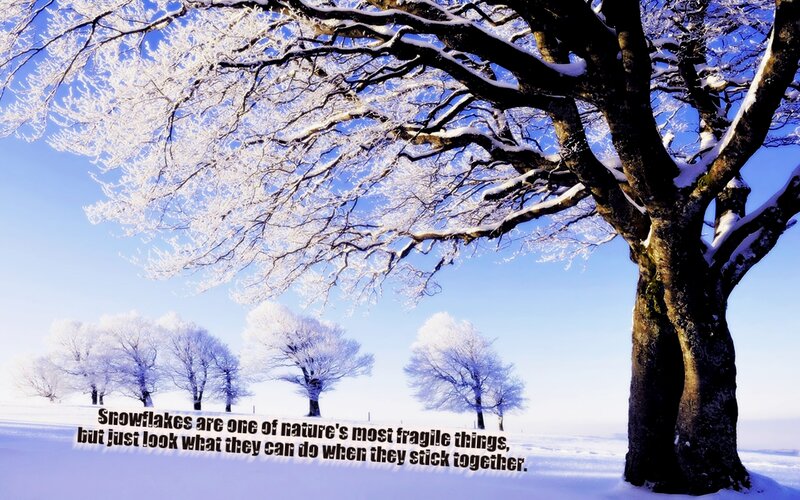 Snow-covered Tree — White, Serene, Winter, Photograph, Trees, Snow, Sky, Text
