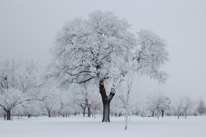 Snow-covered Tree — White, Serene, Winter, Photograph, Trees, Snow, Sky
