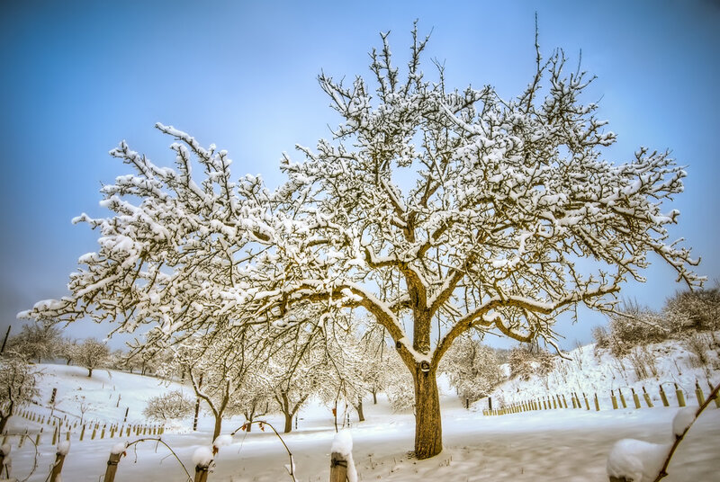 Snow-covered Tree — White, Serene, Winter, Photograph, Trees, Snow