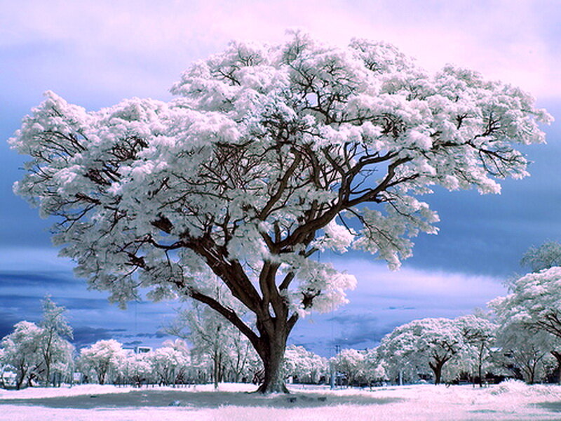 Snow-covered Tree — White, Serene, Winter, Photograph, Trees