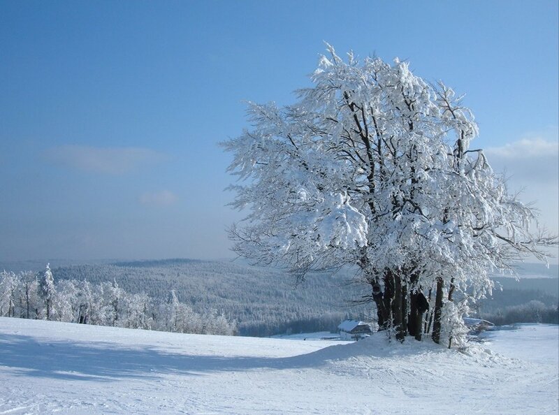 Snow-covered Tree — White, Serene, Winter