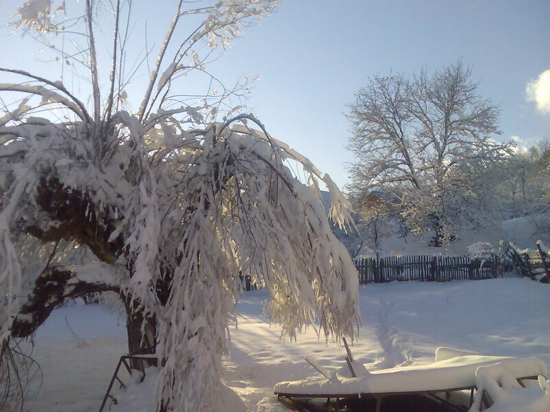 Snow-covered Tree — White