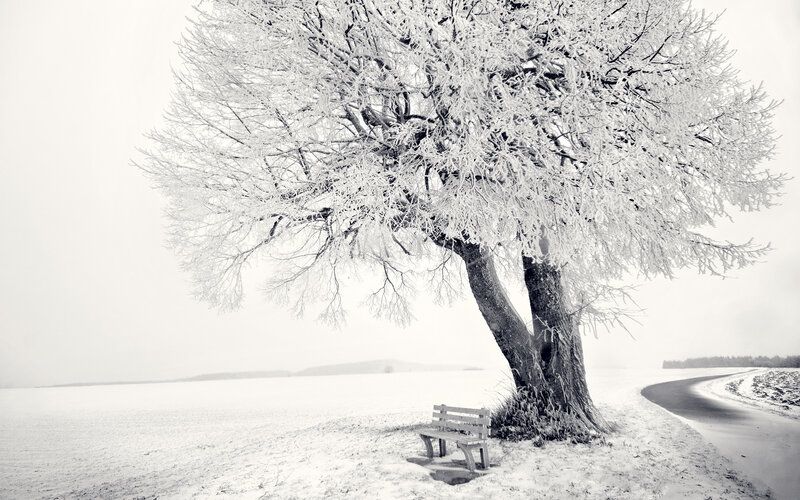 Snow-covered tree with bench