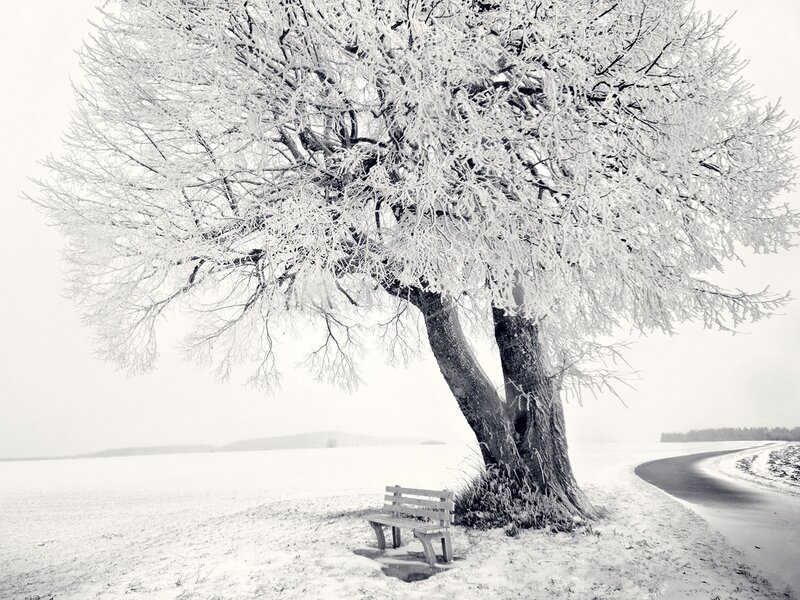 Snow-covered tree with bench