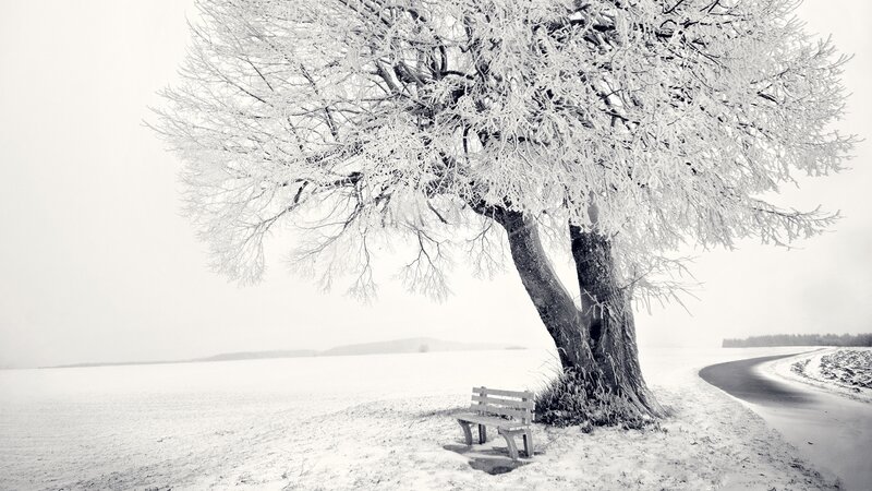 Snow-covered tree with bench