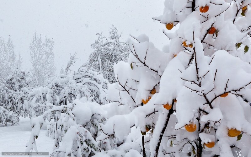 Snow-covered Tree with Fruit