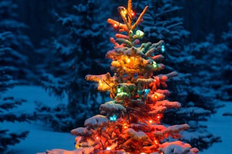 Snow-covered Tree with Lights — Blue, Festive