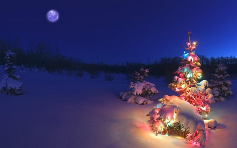 Snow-covered Tree with Lights — Blue, Serene, Night, Photograph, Moon