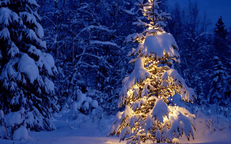 Snow-covered Tree with Lights — Blue, Serene, Night, Photograph, Snow