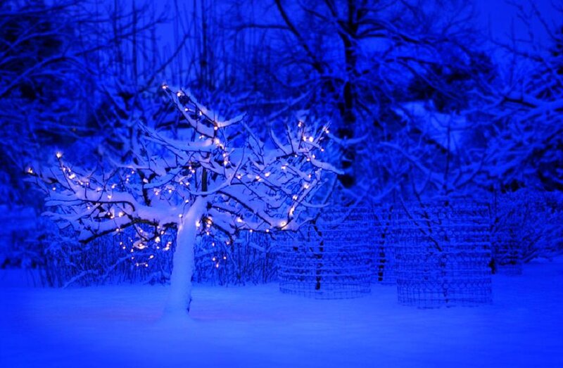 Snow-covered Tree with Lights — Blue, Serene, Night, Photograph