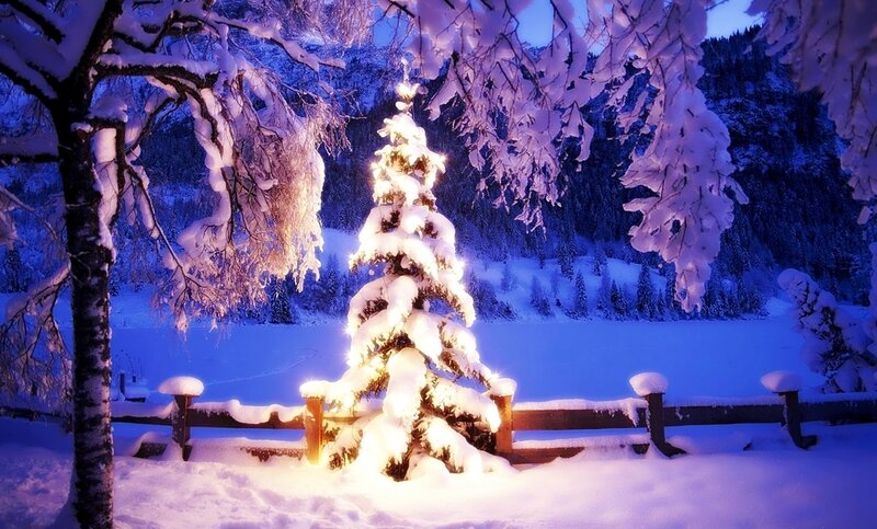Snow-covered Tree with Lights — Blue, Serene, Night, Photograph, Trees, Fence