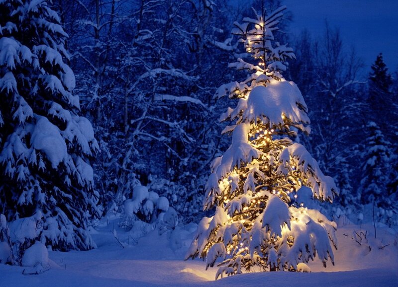 Snow-covered Tree with Lights — Blue, Serene, Night, Photograph, Trees