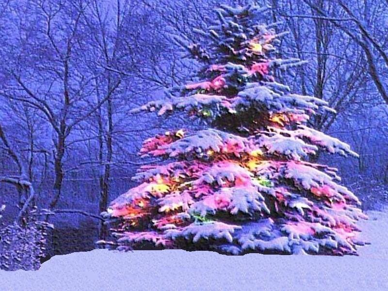 Snow-covered Tree with Lights — Blue, Serene