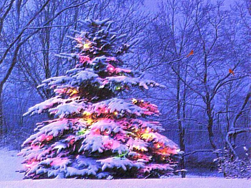 Snow-covered Tree with Lights — Blue, Serene, Winter, Photograph