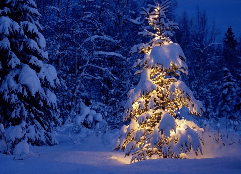Snow-covered Tree with Lights — Blue, Serene, Winter