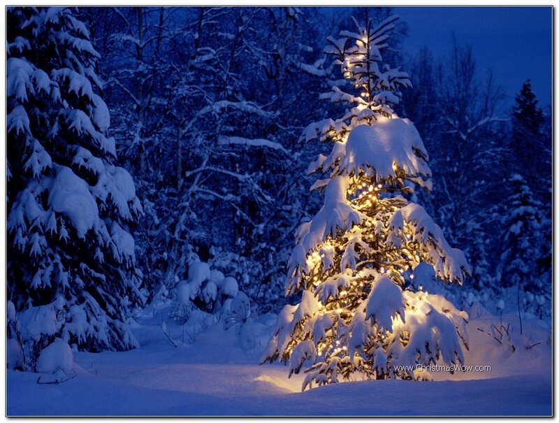 Snow-covered Tree with Lights — Blue