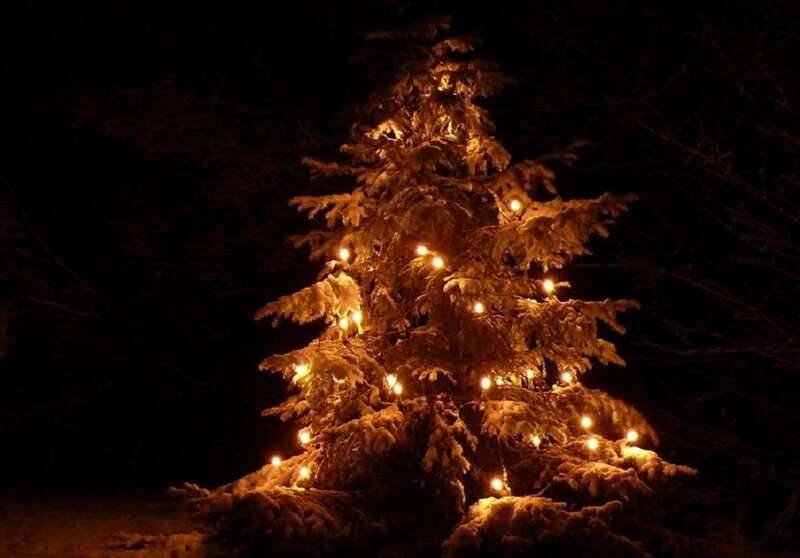 Snow-covered Tree with Lights — Brown