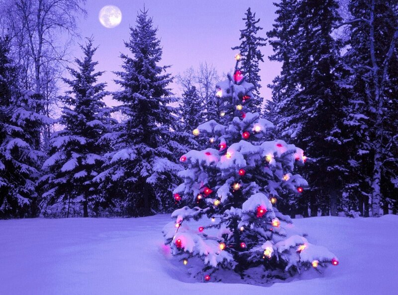 Snow-covered Tree with Lights — Purple, Serene, Night, Photograph, Moon, Forest