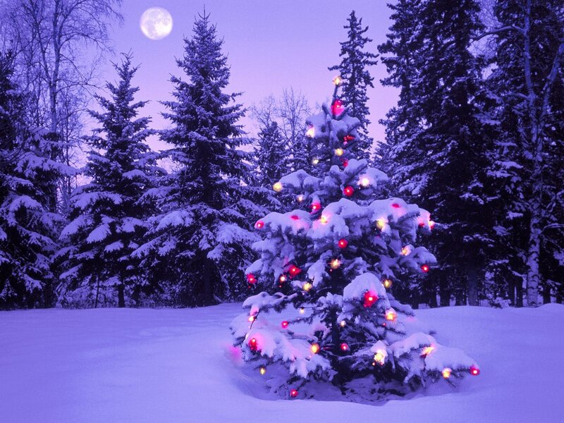 Snow-covered Tree with Lights — Purple, Serene