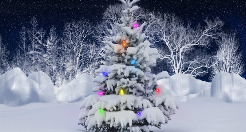 Snow-covered Tree with Lights — White, Serene, Night, Digital Art