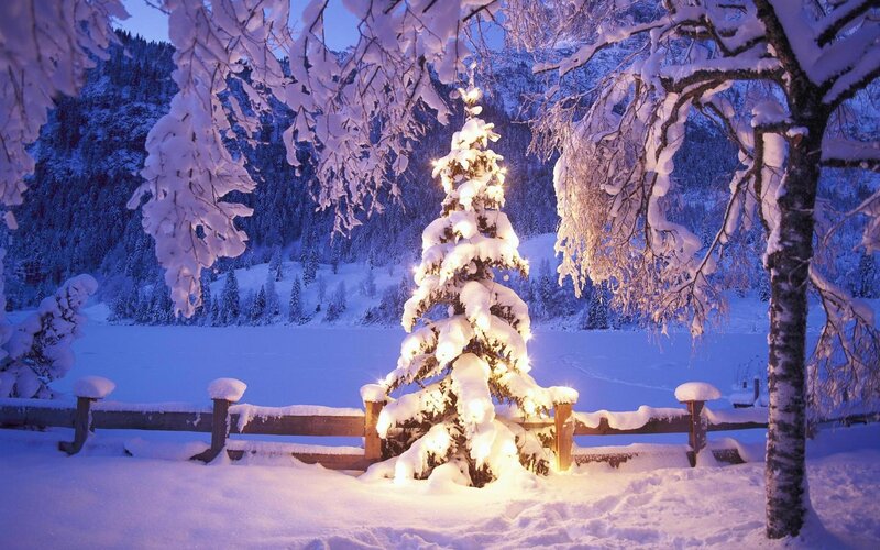 Snow-covered Tree with Lights — White, Serene, Night, Photograph, Frozen Lake