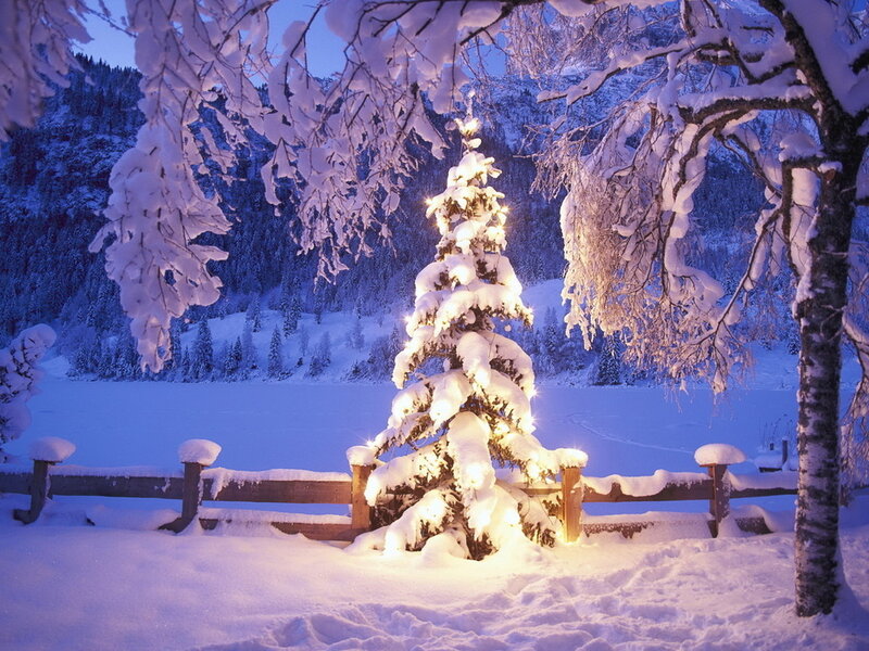Snow-covered Tree with Lights — White, Serene, Night, Photograph, Snow, Fence