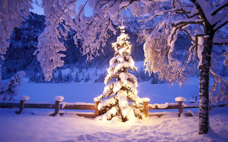 Snow-covered Tree with Lights — White, Serene, Night, Photograph, Snow, Fence, Trees
