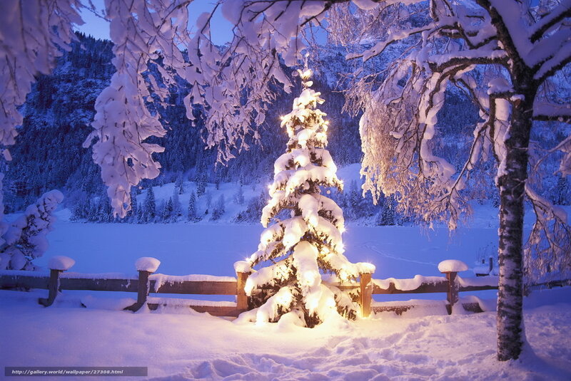 Snow-covered Tree with Lights — White, Serene, Night, Photograph, Snow