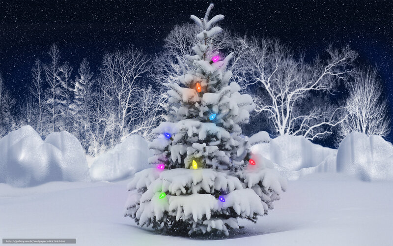 Snow-covered Tree with Lights — White, Serene, Night, Photograph, Snow, Trees, Night Sky