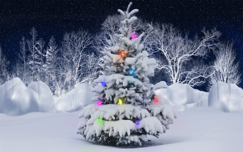 Snow-covered Tree with Lights — White, Serene, Night, Photograph, Snow, Trees