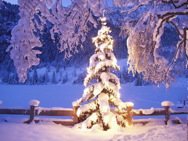 Snow-covered Tree with Lights — White, Serene, Night, Photograph