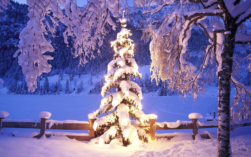 Snow-covered Tree with Lights — White, Serene, Night
