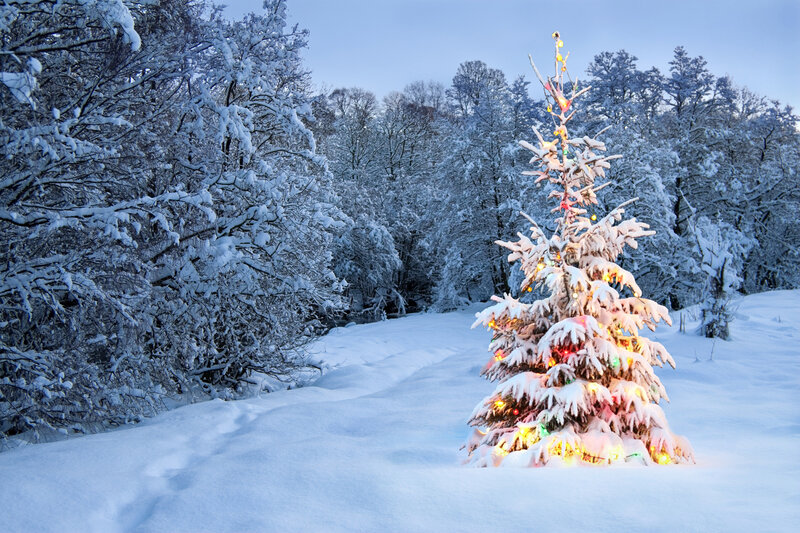 Snow-covered Tree with Lights — White, Serene, Winter, Photograph