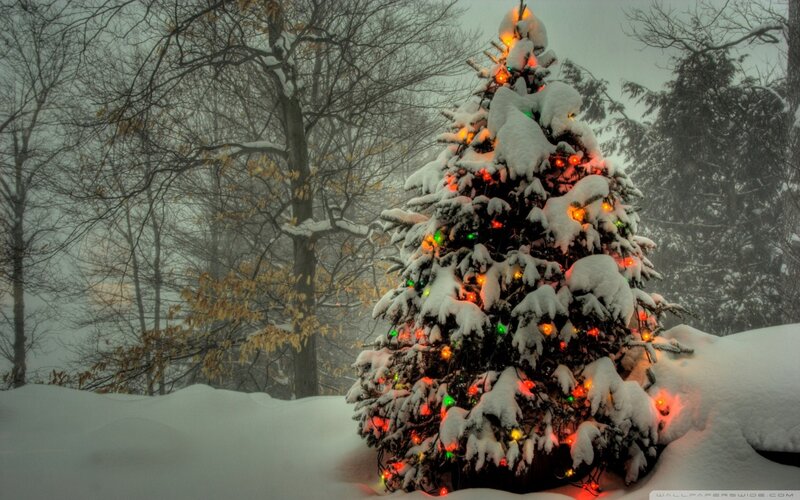 Snow-covered Tree with Lights — White, Serene, Winter