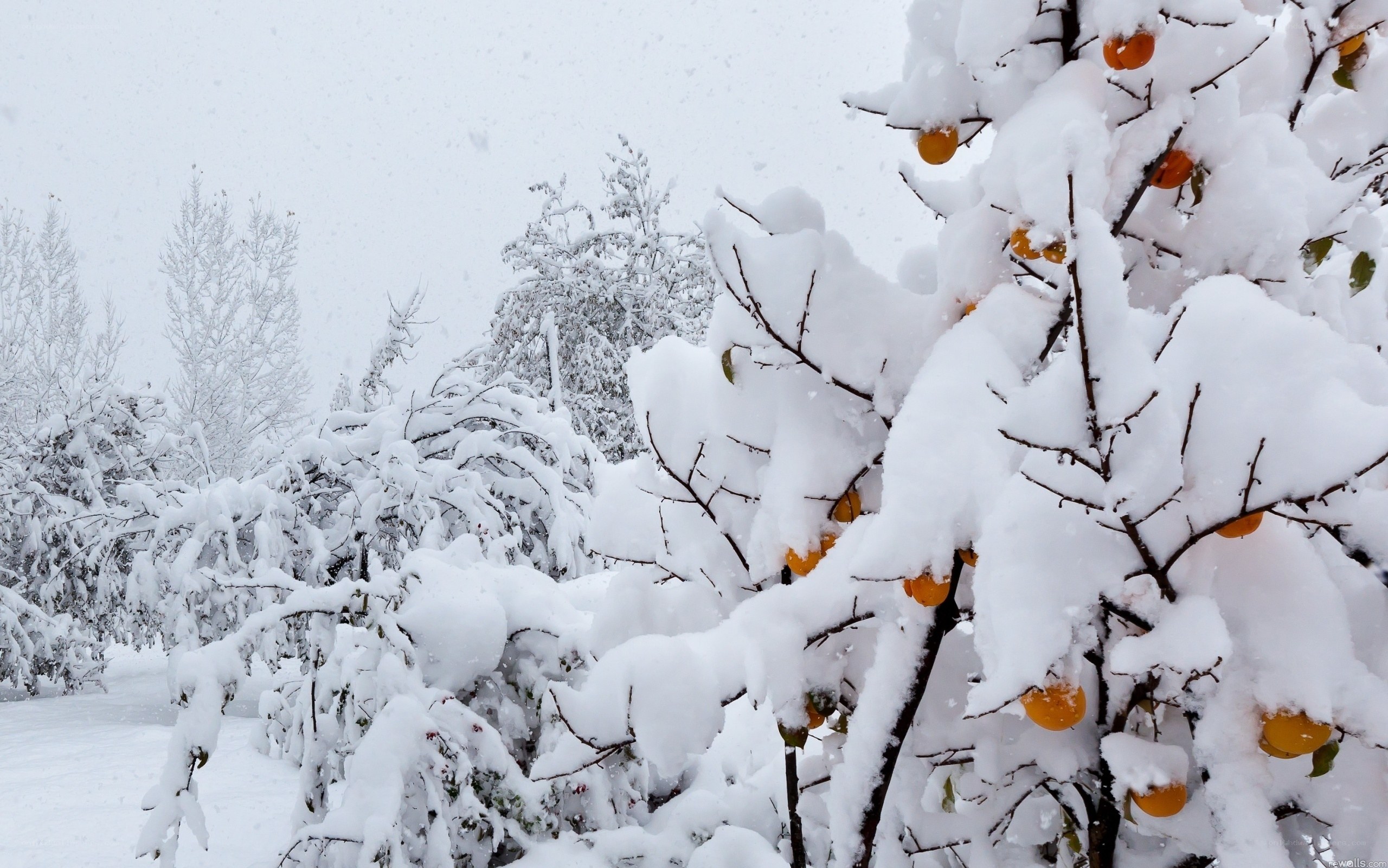 Snow-covered tree with oranges