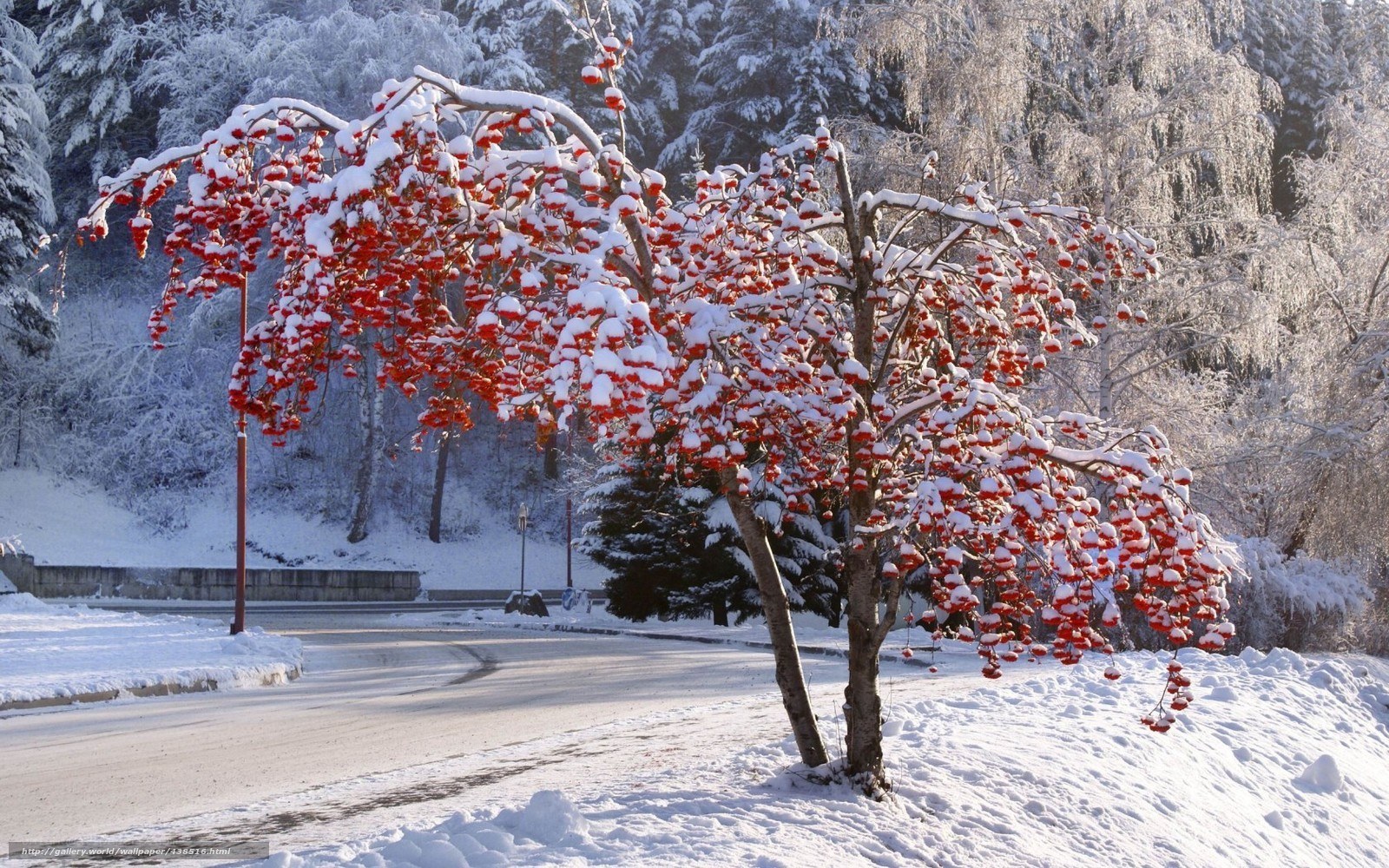 Snow-covered tree with red berries
