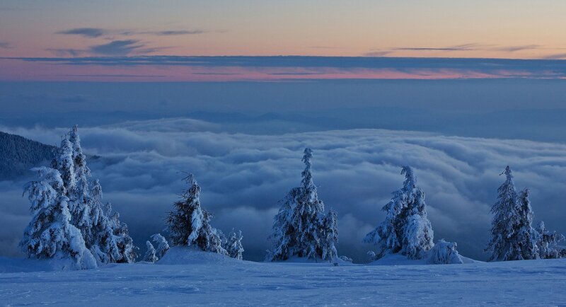 Snow-covered Trees Above Clouds — Blue