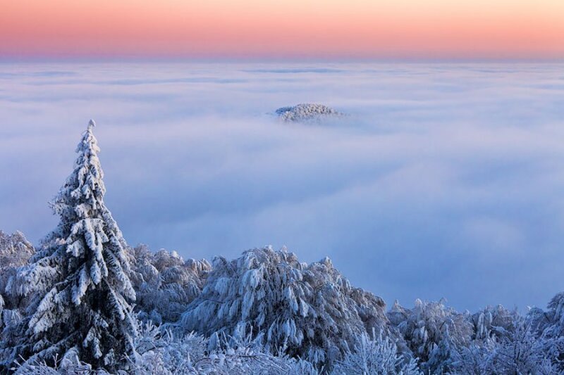 Snow-covered Trees Above Clouds