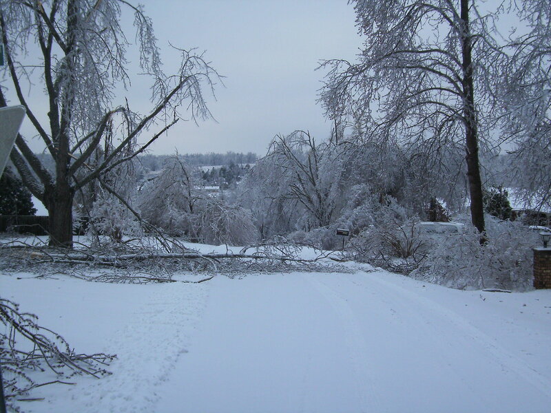Snow-covered trees after storm