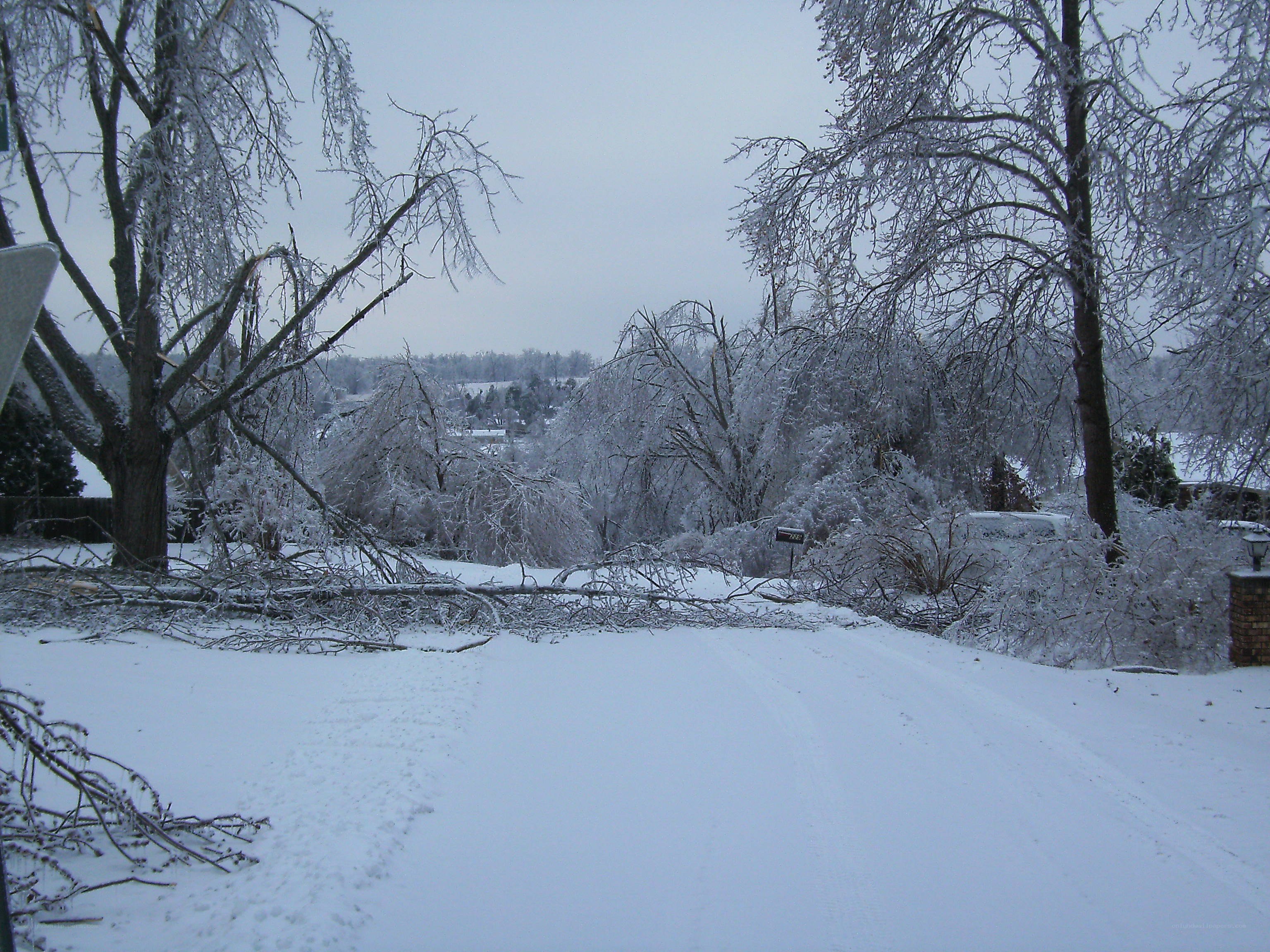 Snow-covered trees after storm