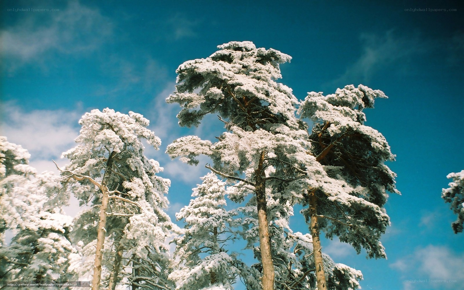Snow-covered trees against blue sky