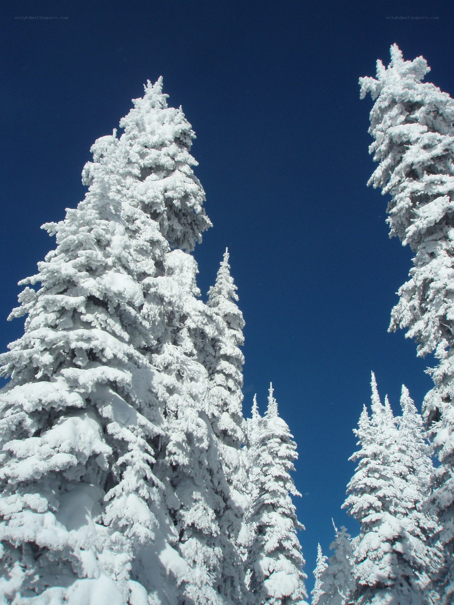 Snow-covered trees against blue sky