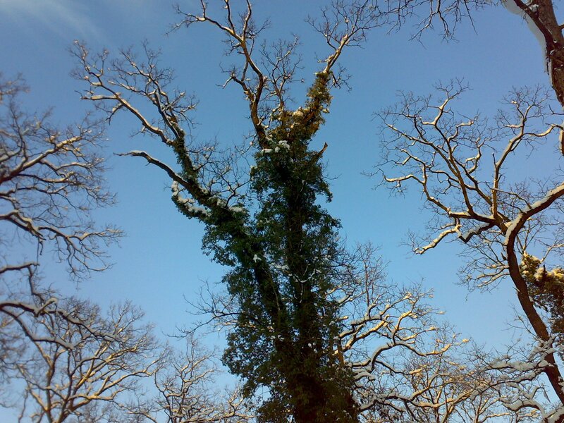 Snow-covered trees against blue sky