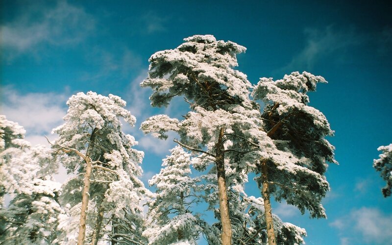 Snow-covered trees against blue sky