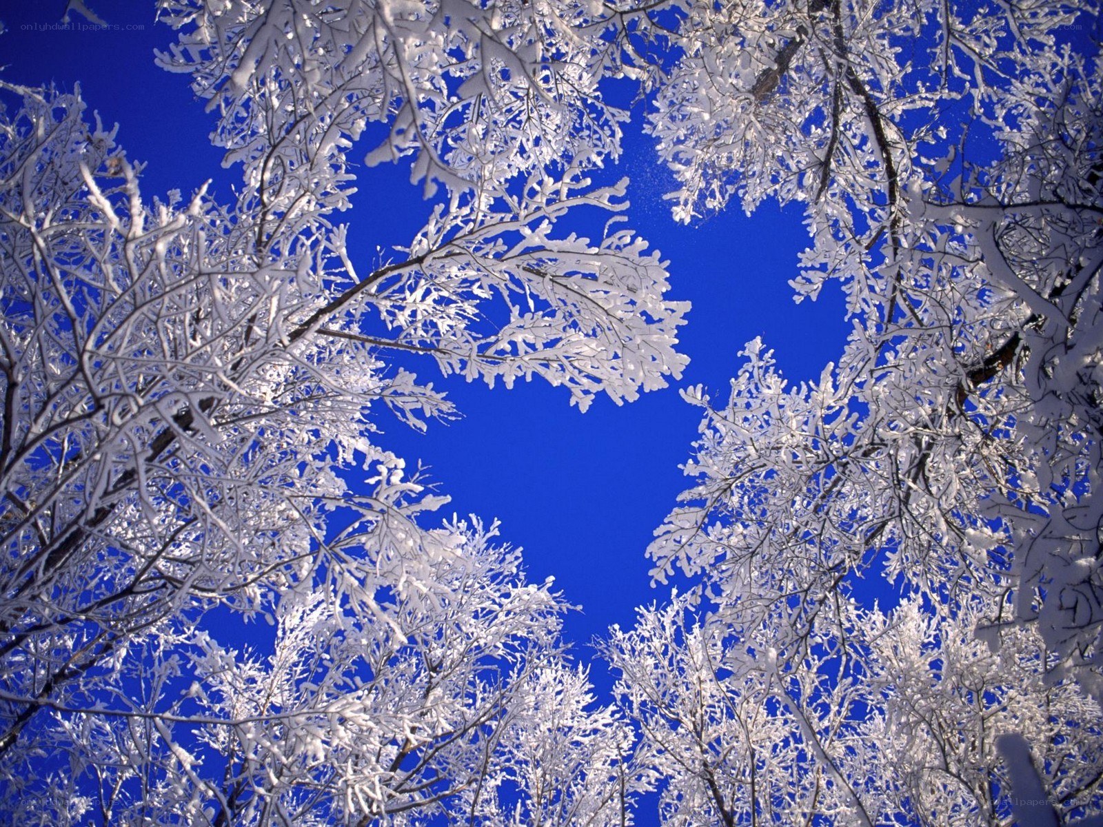 Snow-covered trees against blue sky
