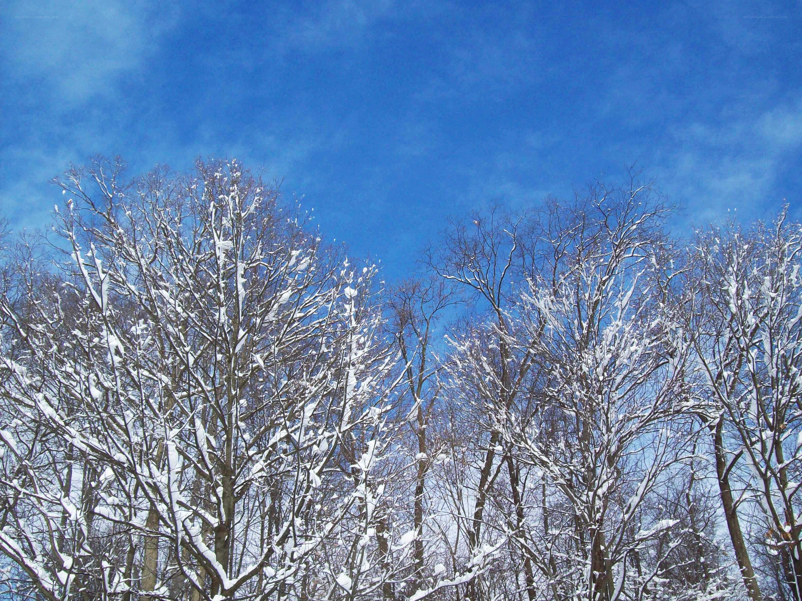 Snow-covered trees against blue sky
