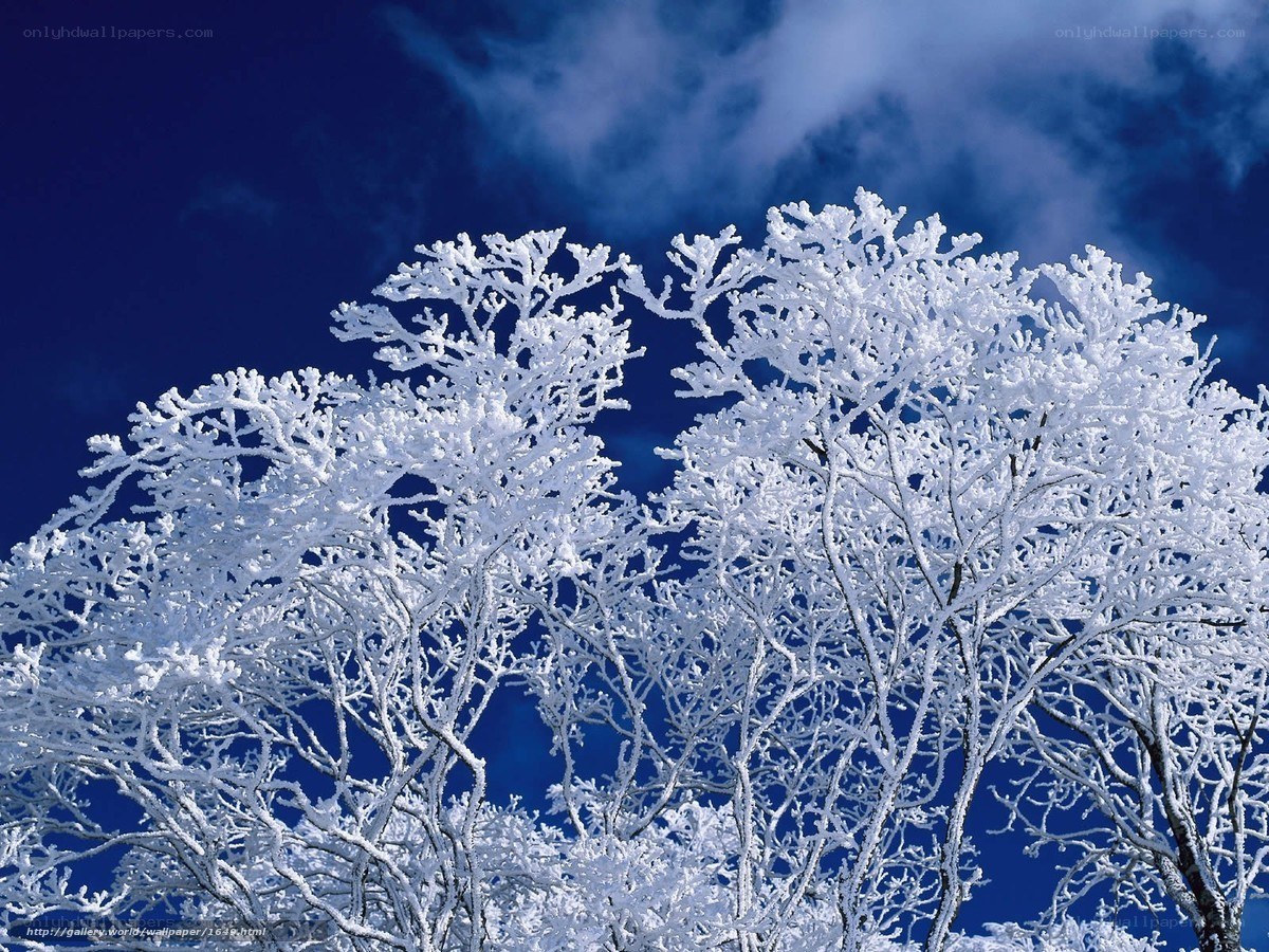 Snow-covered trees against blue sky