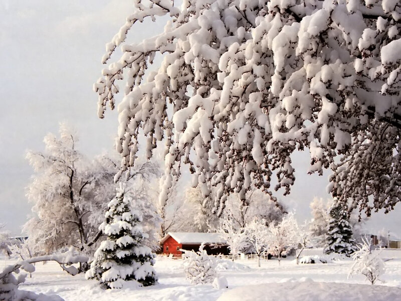 Snow-covered Trees and Barn